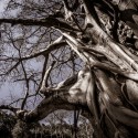 Image of Banyán — jeden strom sa stáva lesom - MAGAZÍN BOLD