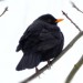 Image of Poznáte najznámejší spev vtákov ?