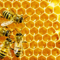 Image of Včely a ich črevná mikroflóra | Golem.sk