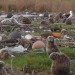 Image of Šokujúce varovné video: Ostrov Midway zaplavuje odpad, zvieratá hynú